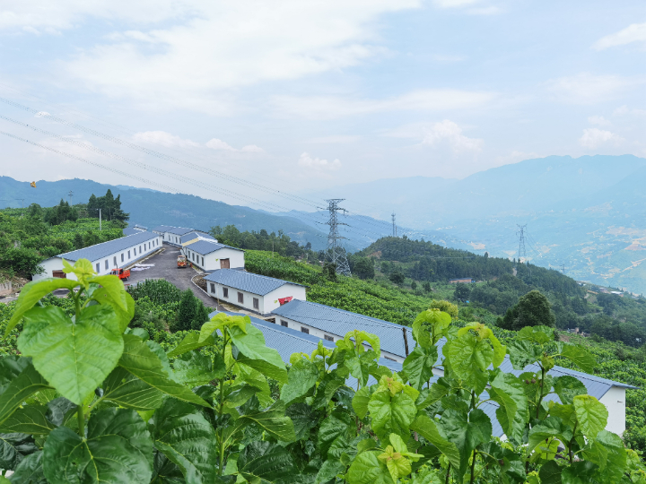 奉节新民镇蚕茧喜丰收 特色产业铺就富民振兴路
