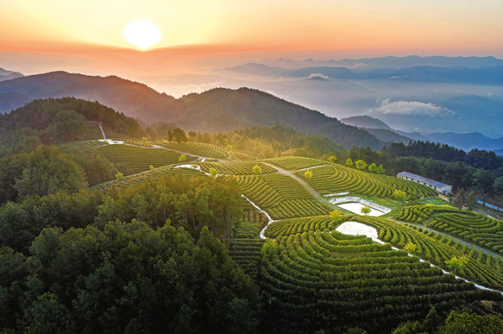 高山茶园春光美