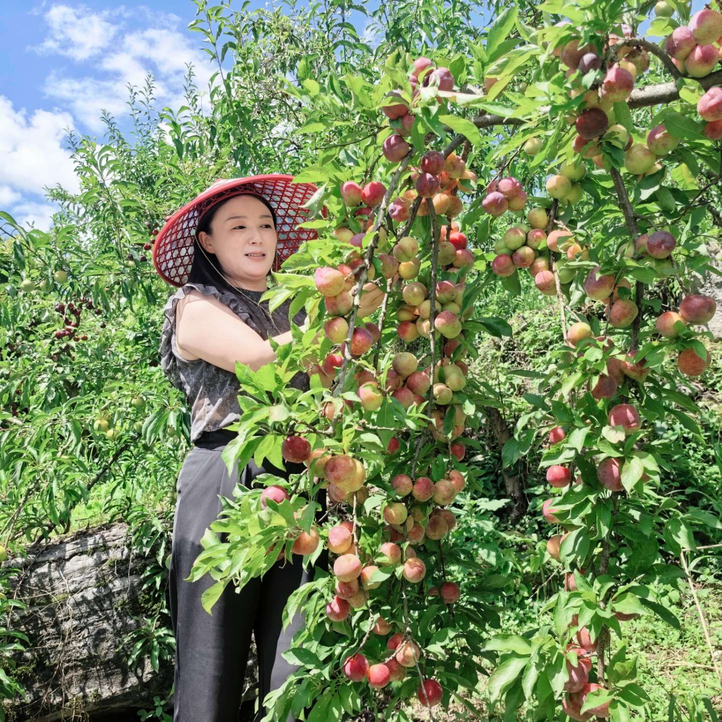 采摘李子.jpg