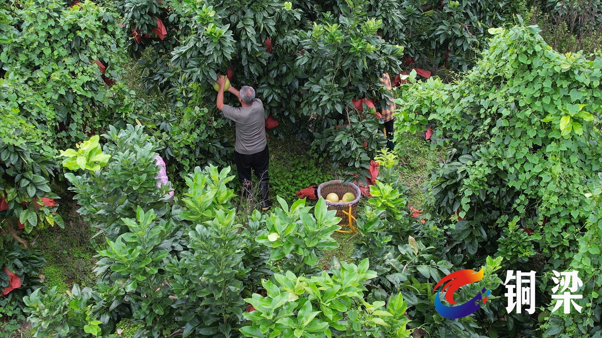 铜梁：蜜柚集中上市 产销两旺助农增收