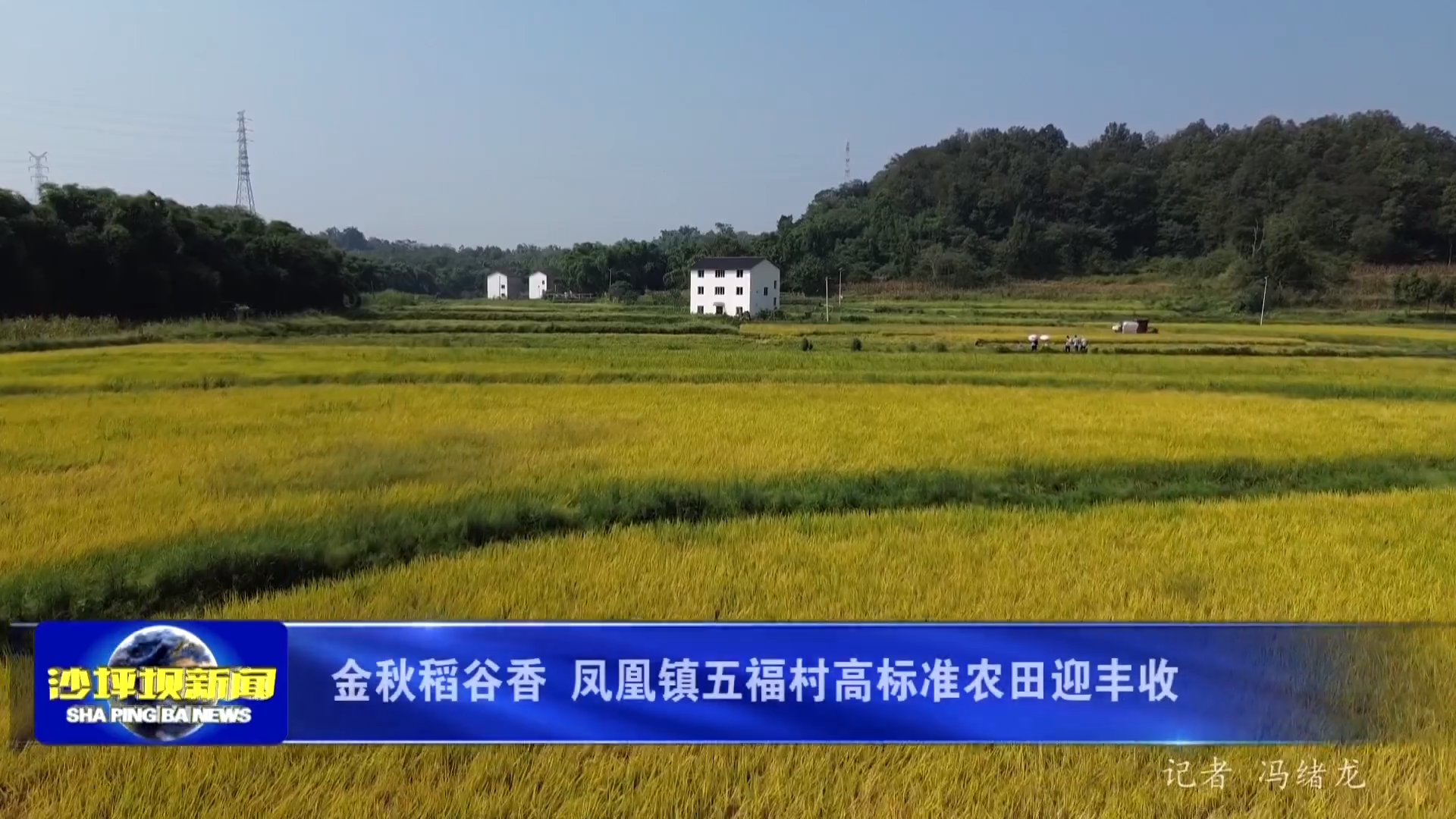 金秋稻谷香 凤凰镇五福村高标准农田迎丰收